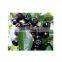 Maqui Berry Extract Powder for health function usage food