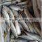 Whole Round Pacific Mackerel Fish Mackerel Prices From China