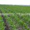 2BJM-4 corn maize vegetable seeds precision power planter for farm tractor machinery