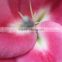 Alibaba china best selling low price for lilies flowers