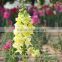 single stem fresh cut yellow antirrhinum flower for wholesale