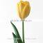 kunming suply 2016 high quality fresh cut yellow tulip plant