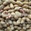 2014 new crop raw peanuts in shell