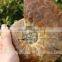 Wholesale Large Snail Fossils/Gemstone Jewelry/Gemstone Art Crafts