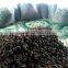 Dried Thai herbal Kaempferia Parviflora Black Ginger Root