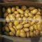 new crop fresh potato