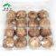 Losing Weight Aged Garlic Bulb Cloves Spawn