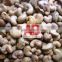 Raw cashew nuts / Standard grade / Benin origin