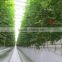 vegetable-growing greenhouse