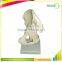 Vivid Human Body Anatomy Pelvic Bone Model