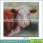 2017 amazon Hotsell 100% Hand Animal Oil Painting Brown Cow with Stretched Frame Contemporary Artwork Ready to Hang 24 x 36 Inch