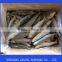 IQF Frozen Sardine 60-70pcs