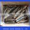 Frozen IQF Sardine Fish