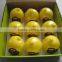 Plastic Fruit Lemon