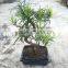 Podocarpus macrophyllus bosnai