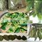 Dried Graviola Leaves /Natural Remedy/Organic Herbal Dried Soursop Leaf For Tea  from Vietnam