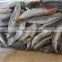 High quality frozen round scad mackerel with small size