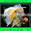 transparent /tinted glass/clear float glass 2mm-19mm