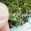 Brand New Football Artificial Turf Grass