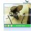 Outdoor Playgroung Decoration Insect Model Statue