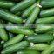 fresh cucumber india/cucumber exporter from india/english cucumber