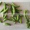 Vaccum Fried VF dried Green Beans Crisps for sale