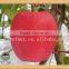 Fresh organic red Fuji apple