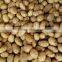 new crop fresh potatoes