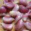 TAKE PART OF PRODUCT GARLIC