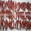 Dry red Chili