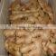 Fresh marure fat ginger
