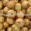 Best Selling Products Natural Yellow and Red Onion in Low Price