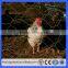 1/2 inch or 1 inch hole hexagonal galvanized and PVC coated chicken wire (Guangzhou Factory)