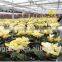 Herbs and Flower Greenhouse