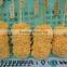 Frozen Cod Fish Breaded Fried