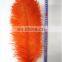 ostrich feather