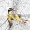 bird trap nets to catch bird, hunting bird trap