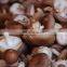 Edible mushroom deep processing equipment on sale