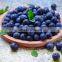 Blueberry extract powder blueberry extract 25% anthocyanins powder