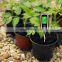 Larksci 4 In 1 Digital Soil Moisture PH Meter Tester Wireless Soil Thermometer For Farming