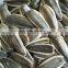 Hybrid f1 Chinese sunflower seeds for planting SX No.6 1 buyer