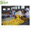 Mango hot water treatment plant