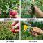 V or T ring cutter to pick up fruits and vegetables