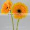 Diversified in packaging newest hot selling gerbera flower arrangements fresh cut flower gerbera with 20stems/bundle from Yunnan