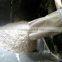 Self-feeding roller wheat milling machines