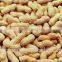 Supplying Raw Bulk Peanut in Shell with Different Specification for Sales