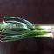 Cold storking fresh natural pure white garlic sprout