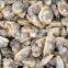 wholesale shell frozen fresh clam meat