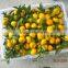 New Fresh Mandarin orange Price with Good Quality