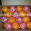 Fresh Valancia Orange from egypt with best price